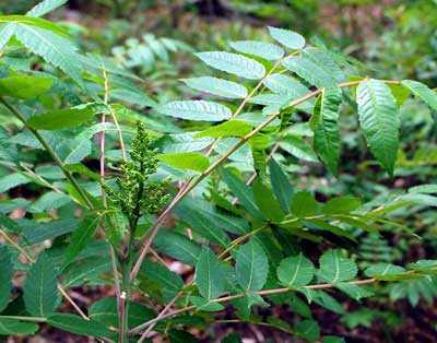 Smooth Sumac, Rhus glabra, photo © by Mike Plagens