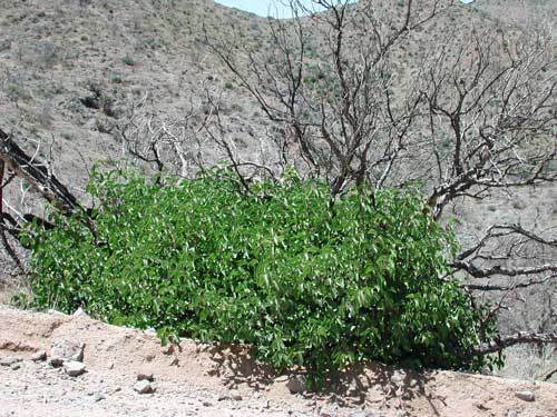 photo of Rhus ovata regrowing after the Cave Creek Complex Fire © Mike Plagens