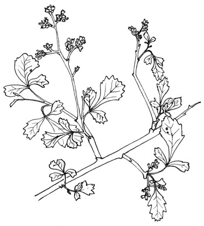 Rhus aromatica, Pen & Ink illustration © by Michael Plagens