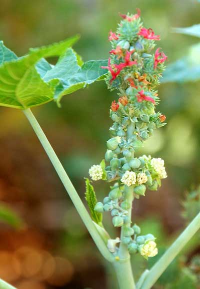 Ricinus communis photo © by Michael Plagens