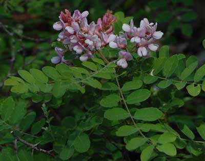 Robinia neomexicana photo © by Mike Plagens