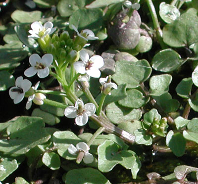 Close-up of flowers. Rorippa oficinale photo by Mike Plagens