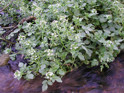 Watercress, Nasturtium officinale, Rorippa, photo © by Michael Plagens