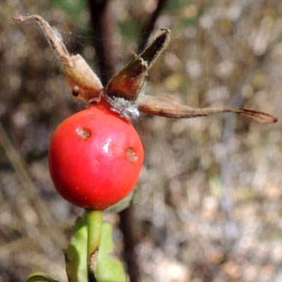 Rosa woodsii photo © by Mike Plagens