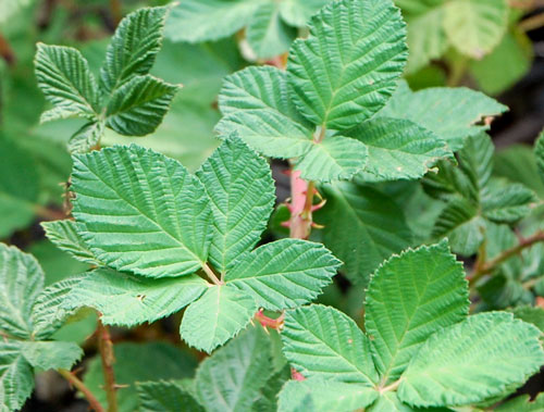 Arizona Dewberry, Rubus arizonensis, photo © by Michael Plagens