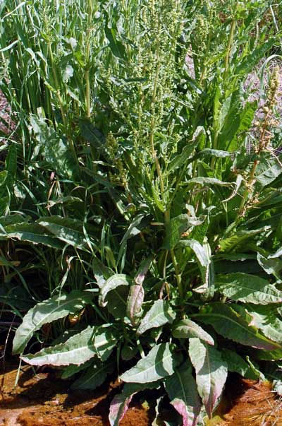 Clustered Dock, Rumex conglomeratus, photo © by Michael Plagens