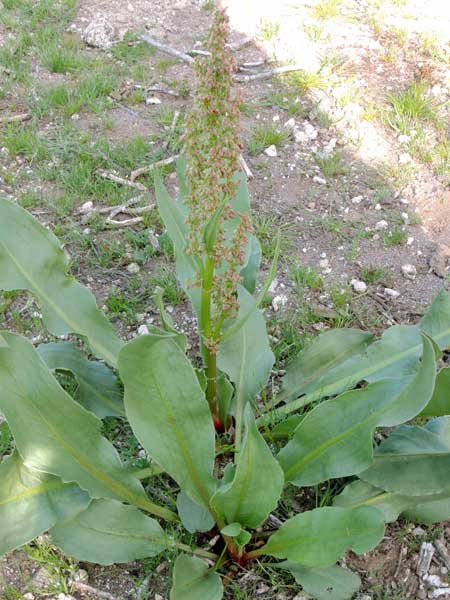 Canaigre, Rumex hymenosepalus, photo © by Michael Plagens