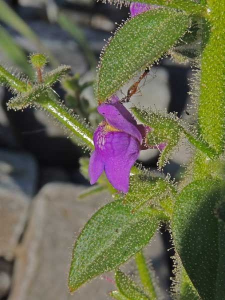 Violet Snapdragon, Sairocarpus nuttallianus photo © by Michael Plagens