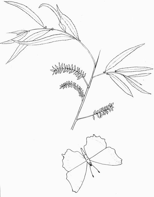 Salix gooddingii original pen & ink illustration © by Michael Plagens