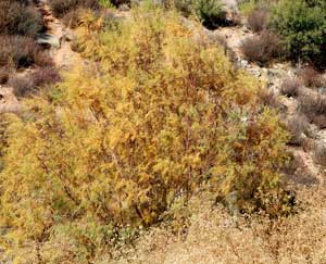 muted fall color of salt cedar