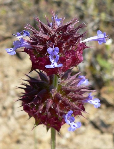 Salvia columbarie Photo © Wikimedia User StanShebs