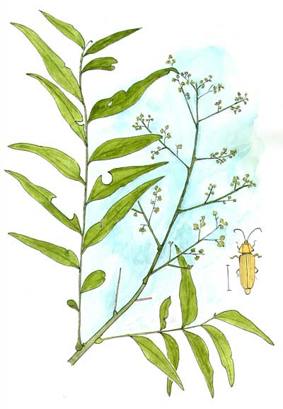 Watercolor Illustration of Sapindus drummondii © by Michael J. Plagens