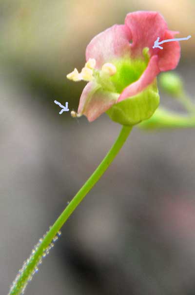 Pinelands Figwort, Scrophularia parviflora, © by Michael Plagens