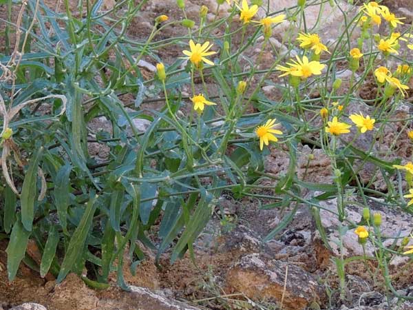 Senecio lemmonii photo © by Michael J. Plagens