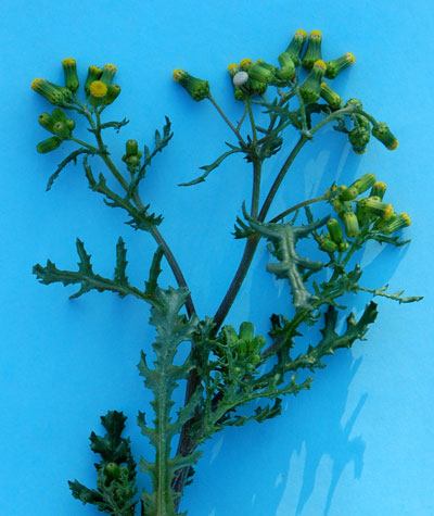 Common Groundsel, Senecio vulgaris, photo © by Michael Plagens