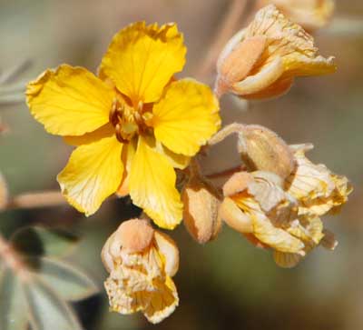 Flowers of Desert Senna, Senna covesii, photo © by Michael Plagens