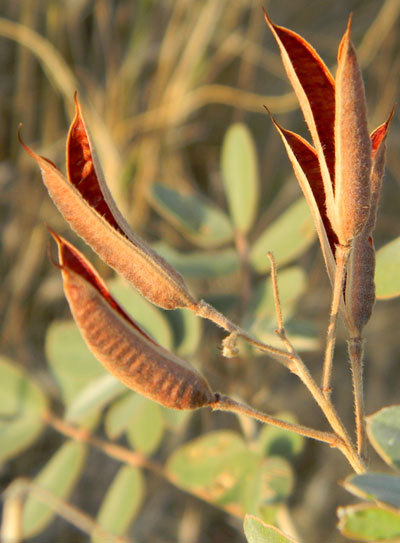 Mature seed pods of Senna covesii, photo © by Michael Plagens