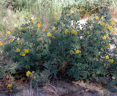 Desert Senna, Senna covesii, photo © by Michael Plagens