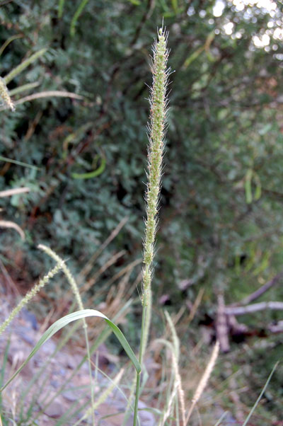 Setaria macrostachya photo by Mike Plagens