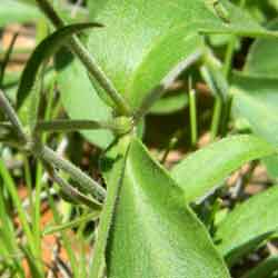 leaf detail of cardinal catchfly