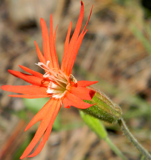 Cardinal Catchfly, Silene laciniata, photo © by Mike Plagens