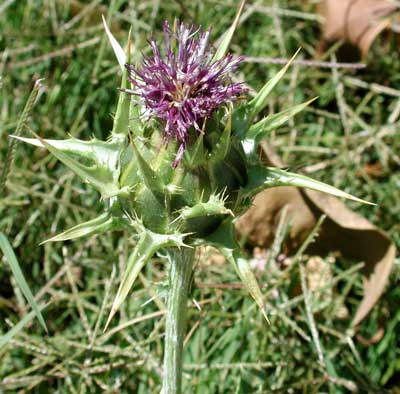 Milk Thistle, Silybum marianum, photo © by Michael Plagens