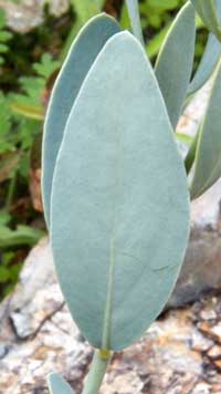 leaf Simmondsia chinensis photo © Mike Plagens