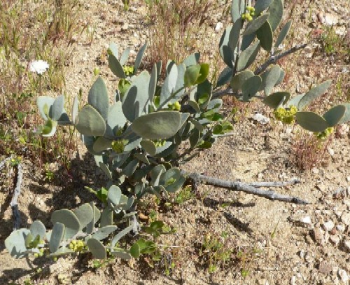 Wikimedia photo of Jojoba, Simmondsia chinensis, © by Stan Stebbs