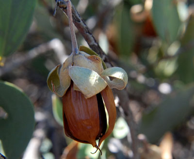 mature fruit of Simmondsia chinensis conaining one seed; photo © Mike Plagens