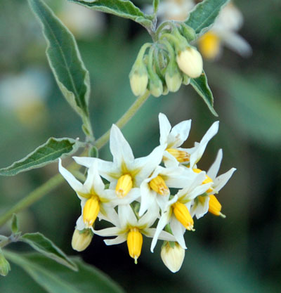 Inflorescence of Solanum douglasii. Photo © by Michael Plagens
