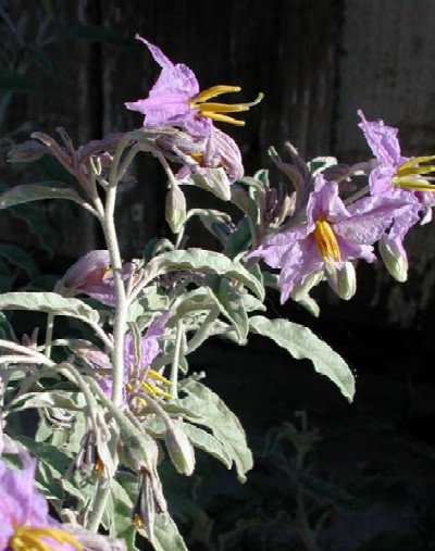 Solanum eleagnifolium Photo © by Michael Plagens