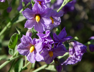 Solanum xanti photo © by Michael Plagens