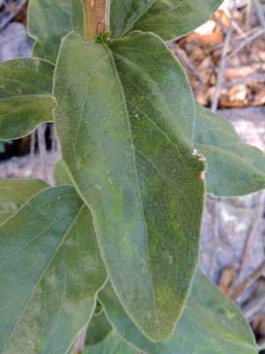 leaf of solidago wrightii photo © by Michael Plagens