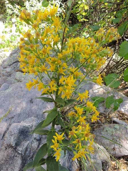 Goldenrod, Solidago wrightii, photo © by Michael Plagens