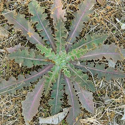 Sonchus asper Photo © by Michael Plagens