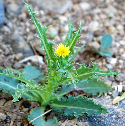 Sonchus asper Photo © by Michael Plagens