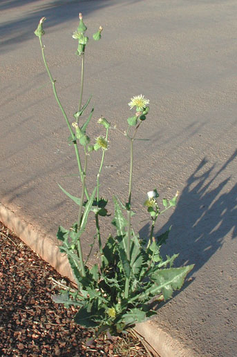 Sonchus oleraceus photo © by Michael Plagens