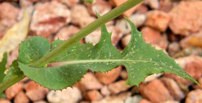 Leaf of Sow Thistle, Sonchus oleraceus growing in glendale, Arizona. Photo © by Michael Plagens