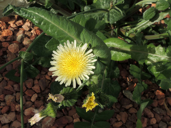 Sow Thistle, Sonchus oleraceus, photo © by Michael Plagens