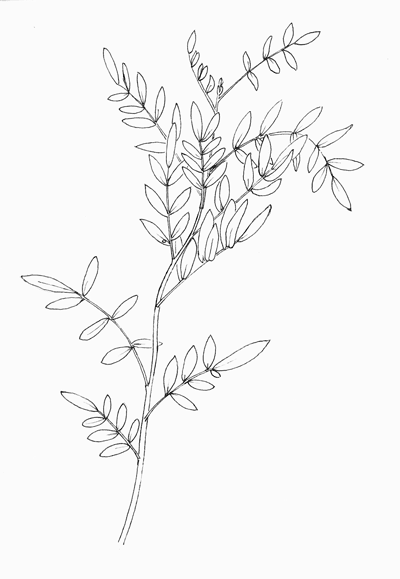 Arizona Necklace-Pod, Dermatophyllum arizonicum, pen&ink © by Michael Plagens
