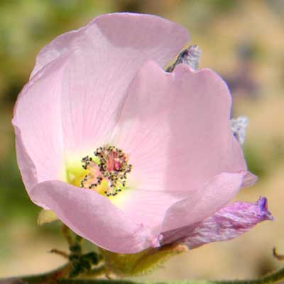 Desert Globe Mallow, Sphaeralcea ambigua, Photo © by Michael Plagens