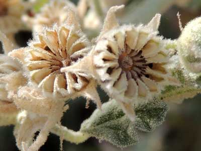 fruit and schizocarps of Desert Globe Mallow, Sphaeralcea ambigua, Photo © by Michael Plagens