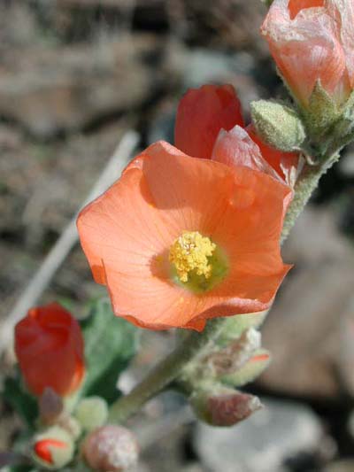 Globe Mallow Photo © Mike Plagens