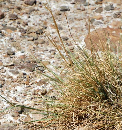 Alkali Sacaton, Sporobolus airoides, photo of witch grass © by Michael Plagens