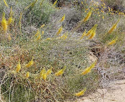 habit of Desert Prince's Plume, Stanleya pinnata, photo © by Michael Plagens