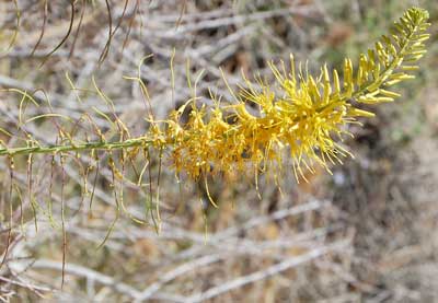 inflorescence of Desert Prince's Plume, Stanleya pinnata, photo © by Michael Plagens