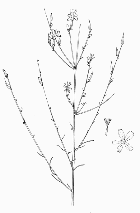Stephanomeria pauciflora pen&ink © by Michael Plagens
