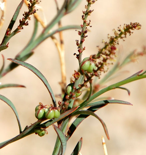 Queen's-root, Stillingia linearifolia, photo © by Michael Plagens