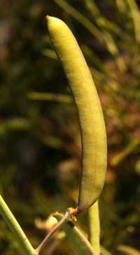 fruit of Lyreleaf Jewel Flower, streptanthus carinatus, photo © by Michael Plagens