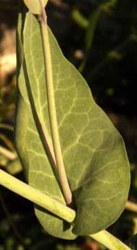 clasping leaf of Lyreleaf Jewel Flower, streptanthus carinatus, photo © by Michael Plagens